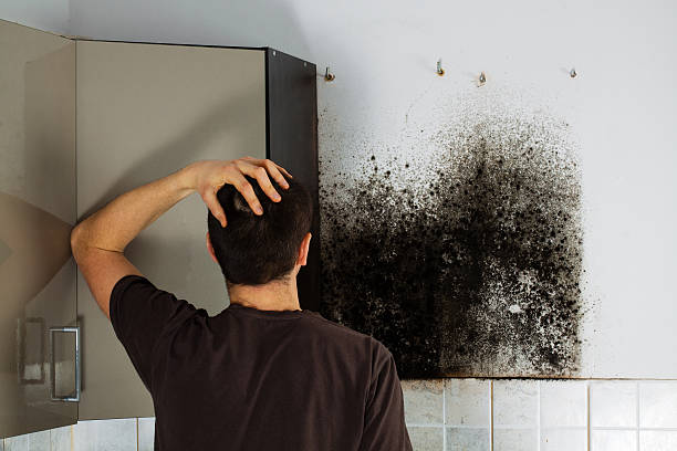 Mold Odor Removal Services in Newton, MA